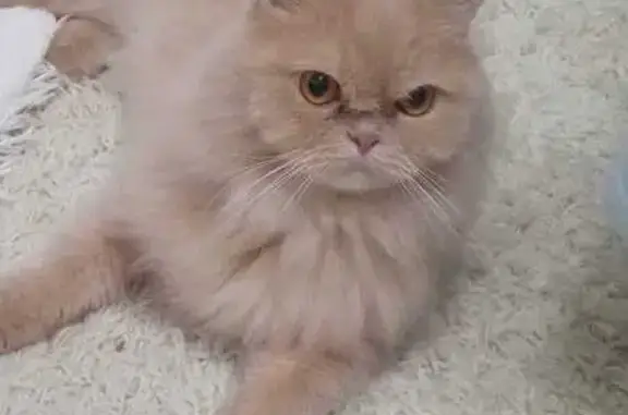 Персидская кошка найдена, Строителей, 36