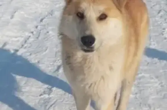 Найдена собака в Инорсе, Москва