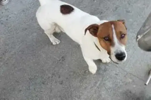 Найдена собака на Токарева, Тула