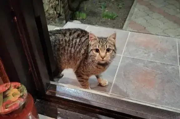 Найден котенок, ул. Чапаева, 42