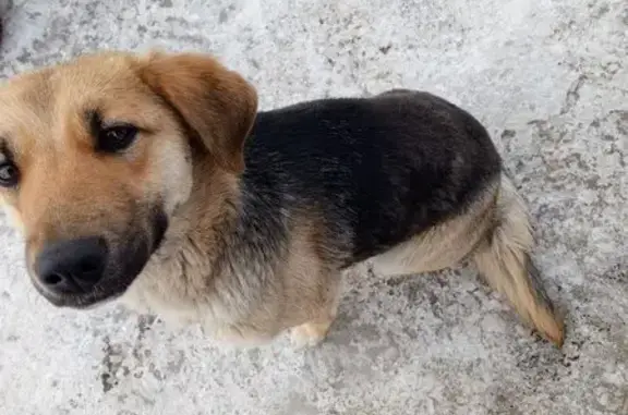 Найдена собака в Малинки, Рязань