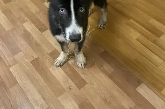 Найден щенок хаски: Новосибирская, 4, Пермь