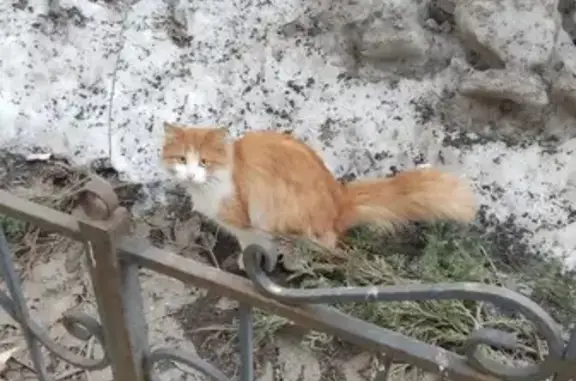 Найден котенок, Литейный 30, СПб