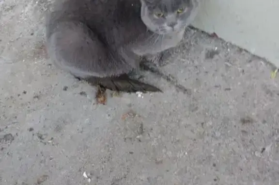 Найдена кошка, Севастопольский пр., 13 к1