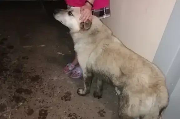 Найден пёс на ул. Добровольцев, СПб