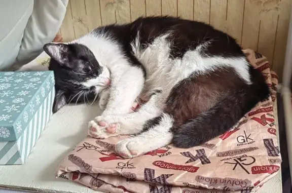 Пропала кошка: ул. Кошкина, 16, Туапсе
