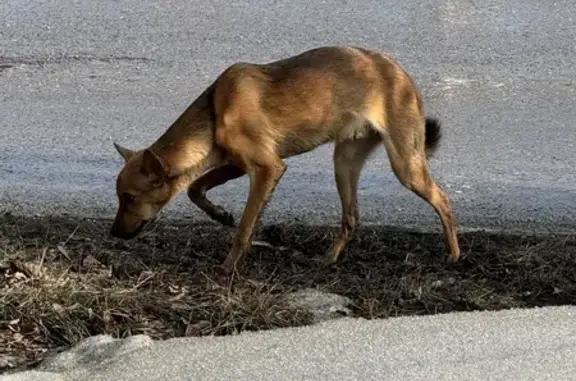 Найдена собака в Ангарске, ул. Коминтерна