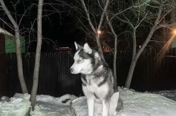 Пропала собака в Спасском, Челяб.
