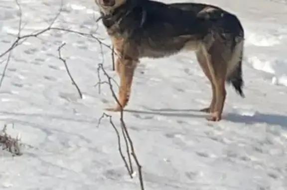 Собака найдена: Осташковское ш., МО