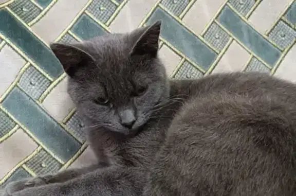 Найдена кошка, Заводская ул., 32