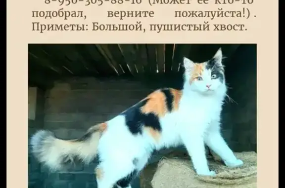 Пропала кошка: Советская ул., 82А