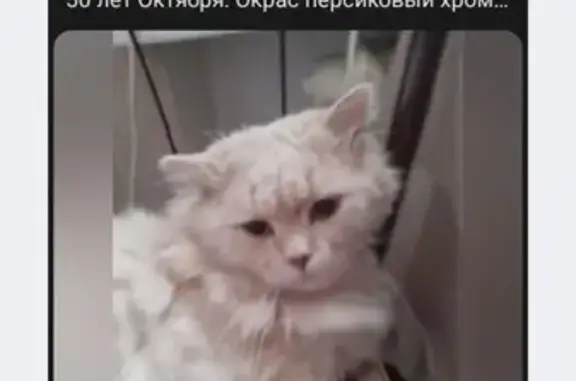 Пропала кошка, ул. Маяковского, Кормиловка