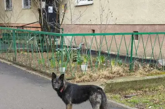 Найдена собака на Кулиева, 15А