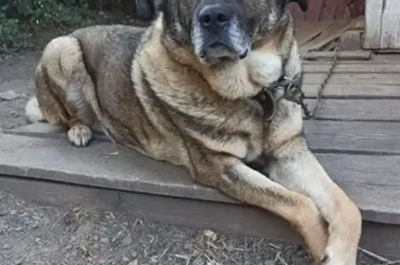 Собаки потеряшки, Тамбов, фото: Потеряшка собака, Уральская ул., Тамбов