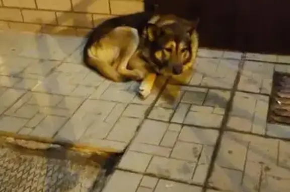 Найдена собака, ул. Лукина, 1, Казань