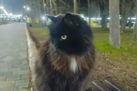 Чёрная кошка найдена, Комсомольская