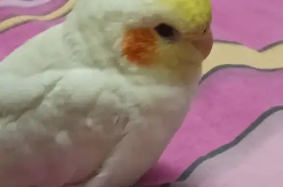 Пропал корелла, ул. Емельянова, Калининград