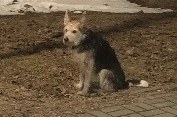 Найдена собака: Октябрьский пр-т, 25