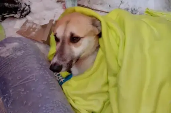 Найдена собака: ул. Дружбы, 5, Кемерово