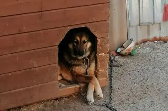 Пропала собака: Верхоянская, Казань