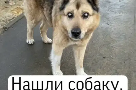 Найдена слепая собака, ул. Докторова