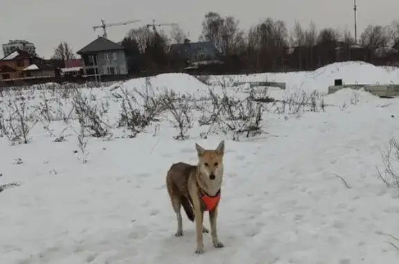 Найдена собака: ул. Фокина, 2, Видное
