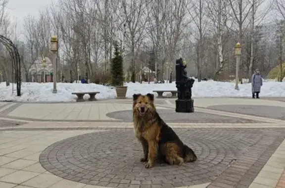 Найдена собака ул. Хачатуряна, Мск