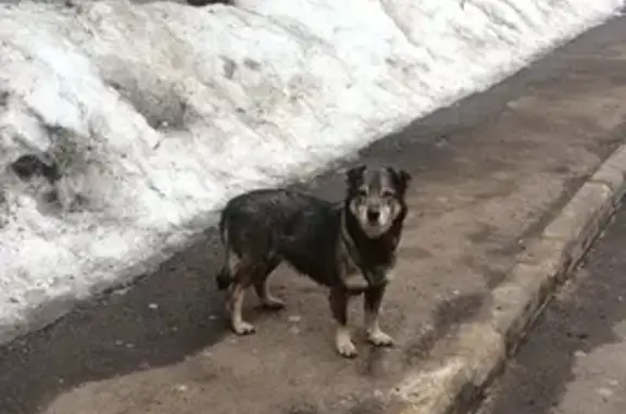 Найдена собака: Истринская ул., 10 к1