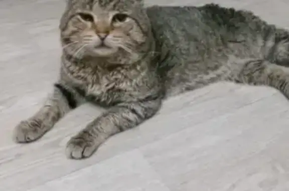 Найден кот: ул. Забалуева, 51А