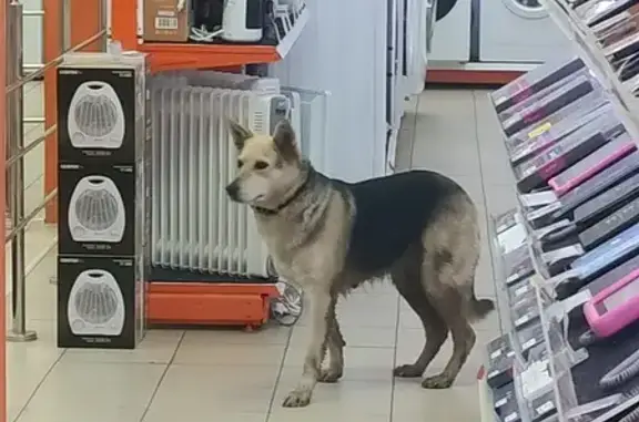 Найдена собака: Большая ул., 60А