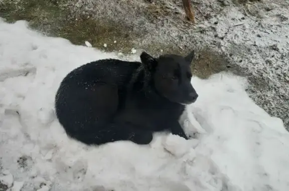 Найдена собака в Госметре, Борисова Грива