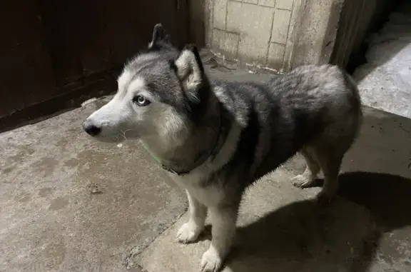 Найдена собака: ул. Калинина, 29
