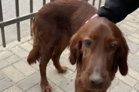 Найдена собака: Домбайская, 59, Краснодар