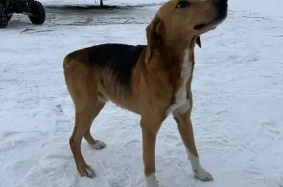 Найдена собака в Энгельсе, ул. Суворова