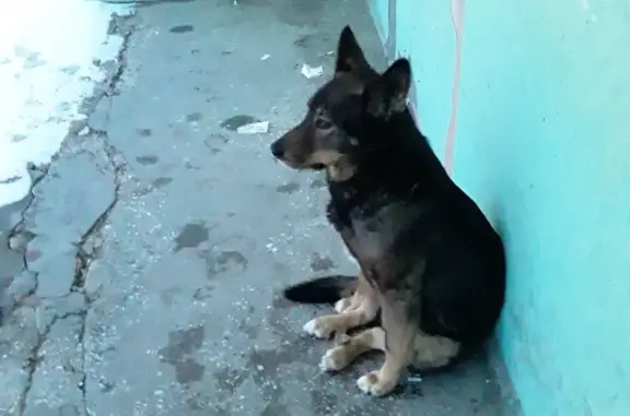 Найдена собака, пр. Фрунзе, Томск