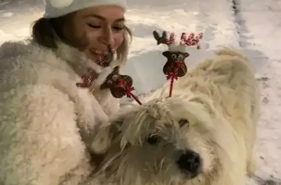 Собаки потеряшки, , фото: Потеряшка мохнатый Мальчик, ул. Тукая