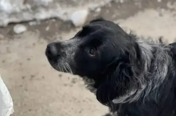Найдена собака: Запорожская 11, Самара
