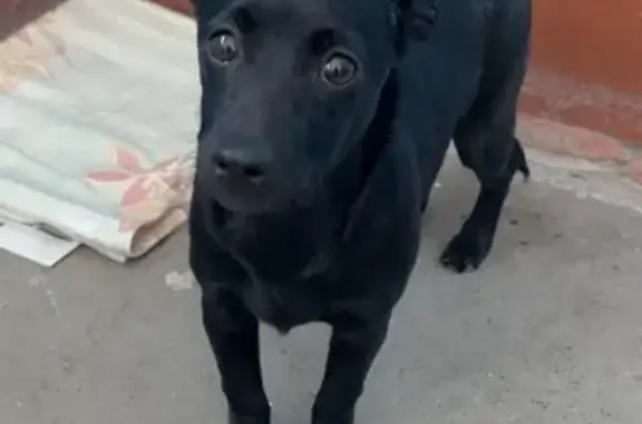 Собака найдена: Пожарского, 261, Уфа