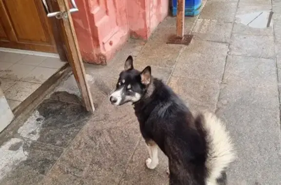 Найдена собака, ул. Мира 9, Волгоград