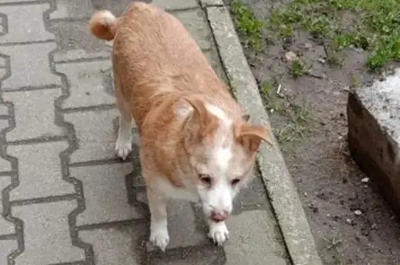 Найдена собака у ТЦ Экватор, Калининград