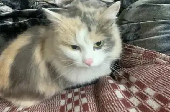 Найдена кошка: Мало-Ильменская, Миасс