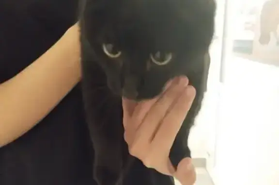 Чёрная кошка найдена: Взлётная, 103