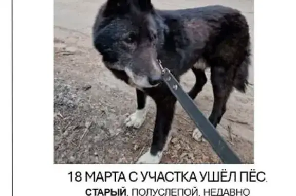 Пропала собака в Акулово, Запредка