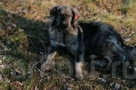Пропала собака в Хабаровске