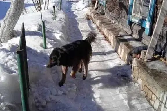 Найдена собака, пр-т Ленина, 35