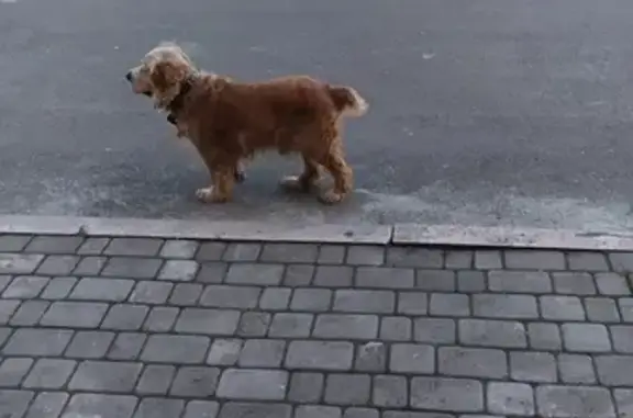 Найдена собака, ул. Козлова, Новороссийск