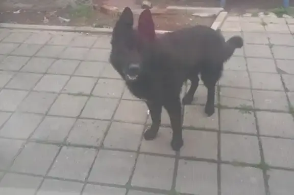 Найдена собака, Садовая ул., Крым