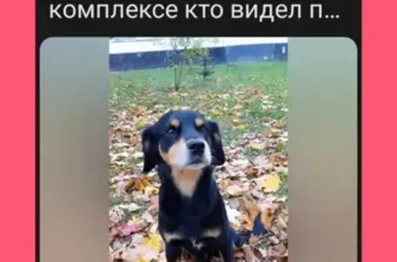 Пропала собака ул. Пискунова, 59