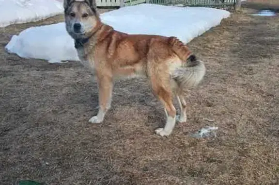 Найдена собака в Булгаковском