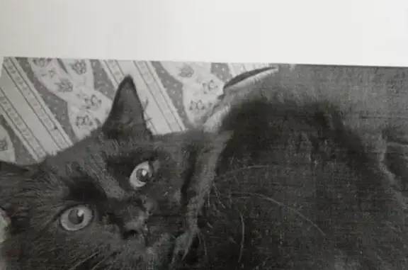 Пропала кошка: Красные Горки, 39, Тверь